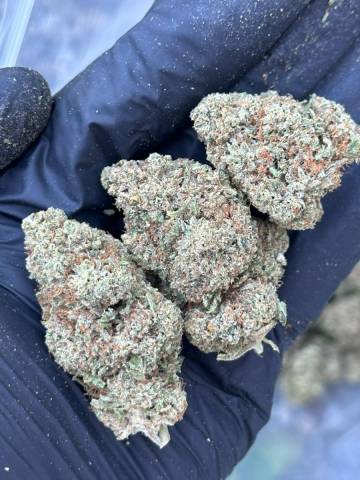 CRITICAL