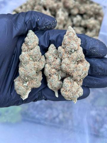 GELATO